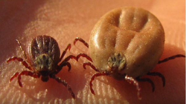 Первая помощь при укусе клеща| Клещевой энцефалит симптомы| Виды клещей