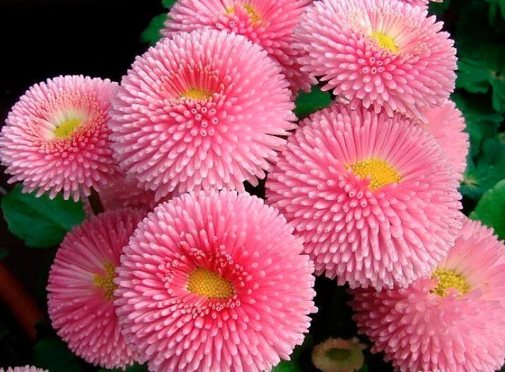 «Красота и биология цветов. Изучение увлекательного мира цветов»