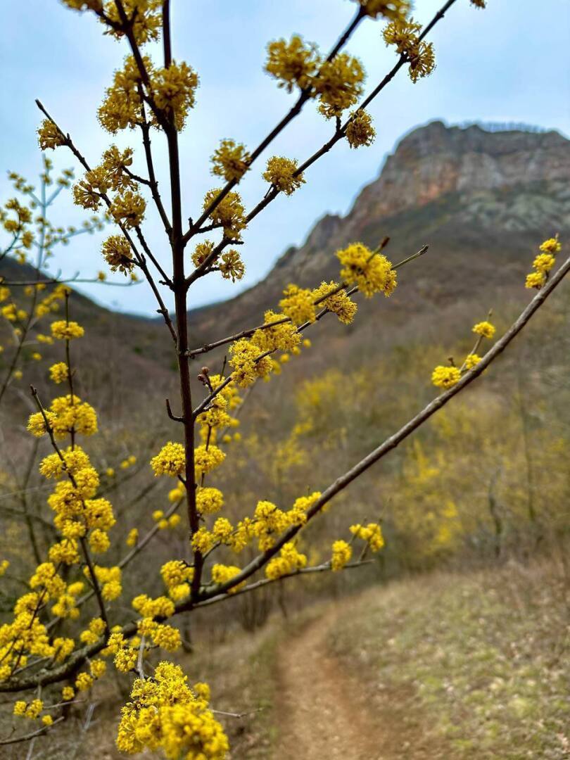 Как цветет кизил картинка