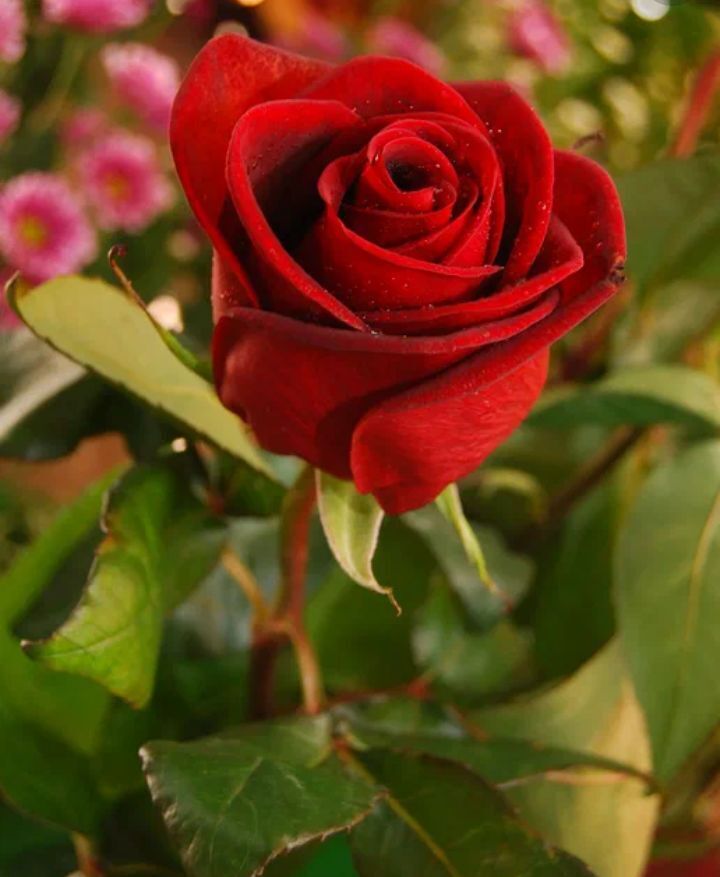 «Красота и биология цветов. Изучение увлекательного мира цветов»