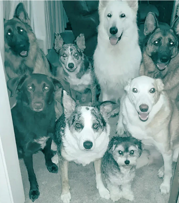 Как мне удалось собрать 17 животных в одном месте. Фотографии впечатляют