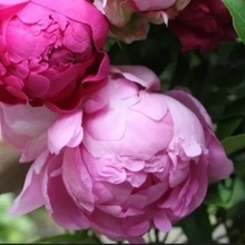 Светлана, г. Ханты-Мансийск