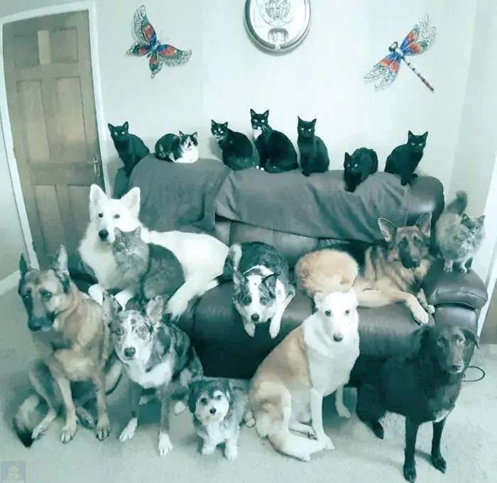 Как мне удалось собрать 17 животных в одном месте. Фотографии впечатляют