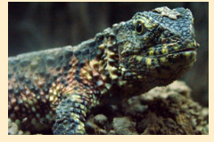 Крокодиловый шинизавр