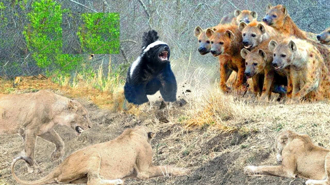 МЕДОЕДУ неважно на кого нарываться! Он самый зверский хищник в лесу!