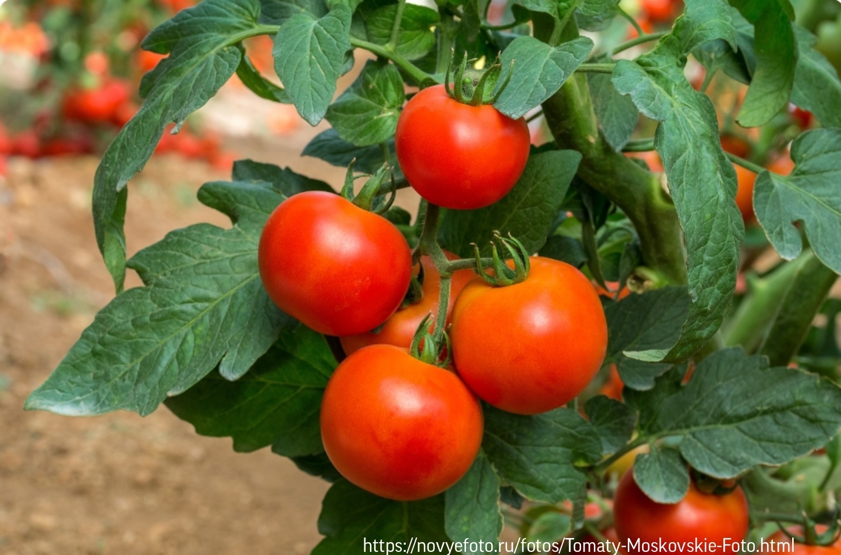 Как правильно подготовить рассаду томатов