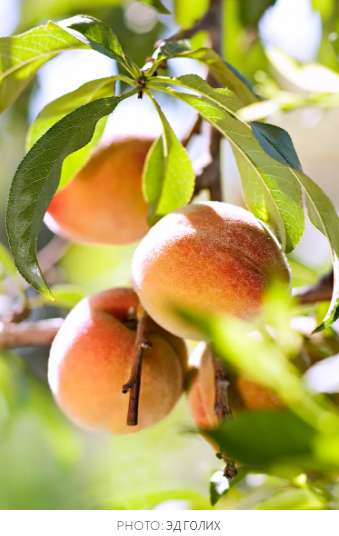 Используйте догадки при обрезке фруктовых деревьев с помощью этих 9 советов