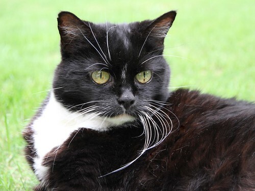 Возможна и нужна ли дрессировка кошек