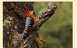 Рыжебрюхий дятел