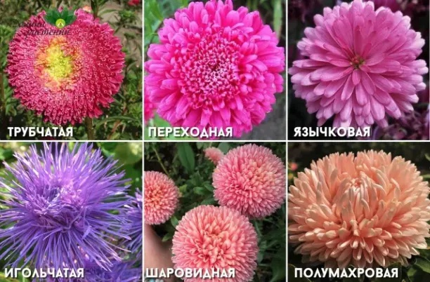 Астра однолнтняя.