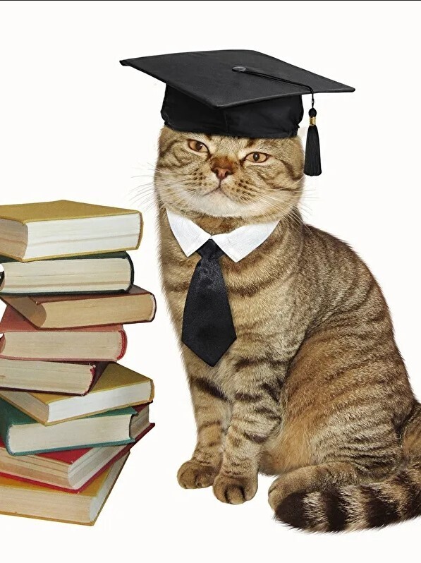 Как учиться быстро? 10 доказанных способов учиться быстрее. Метод Помодоро. Как быстро запомнить новую информацию?