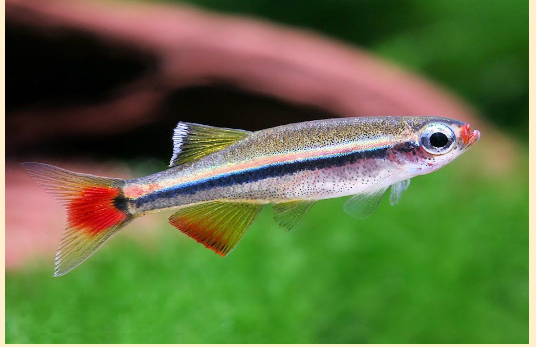 Рыбки кардиналы — миниатюрные и миролюбивые