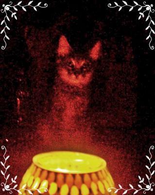 Домашние экстрасенсы и благоприятно влияющие на психику человека питомцы