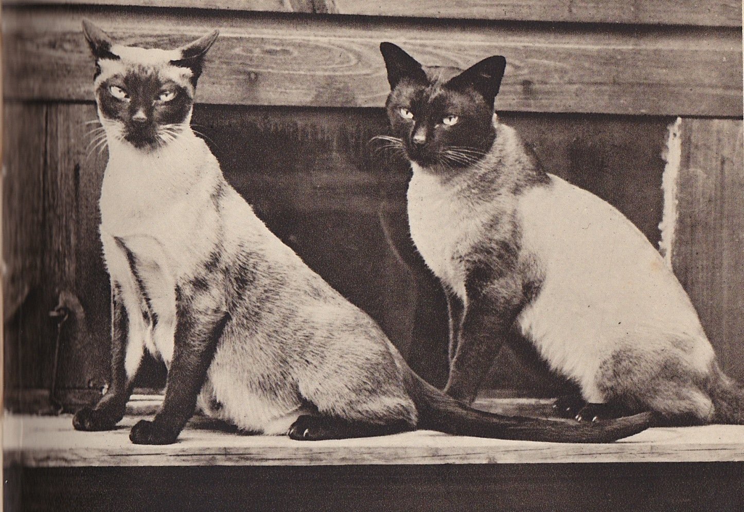 Истории пород кошек. Сиамская и тайская кошка. Тайская старосиамская кошка. Тайская кошка и Сиамская породистая. Старотипная Сиамская.