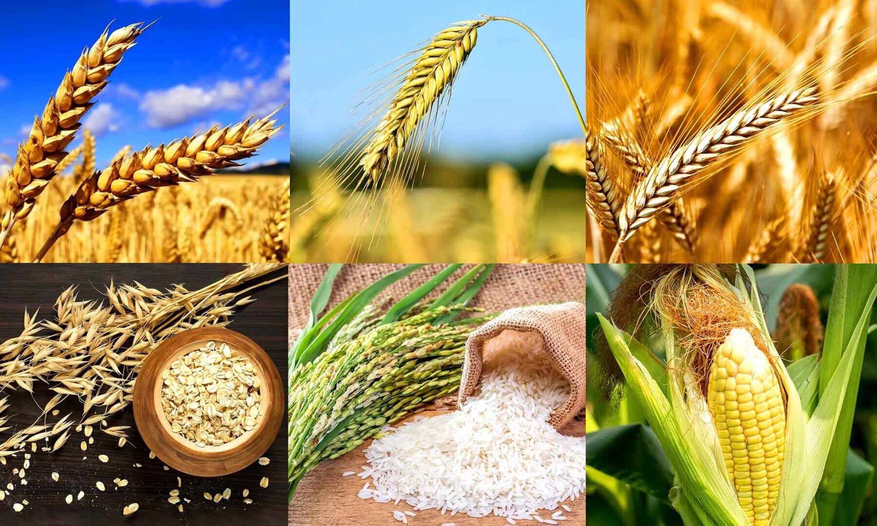 Почему хлеб пекут только из злаков? Наука за выпечкой!