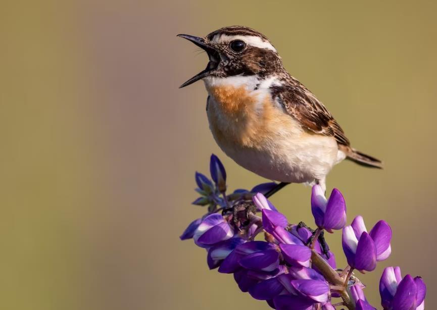 Народные приметы на 6 апреля: чего нельзя делать в день Артемона