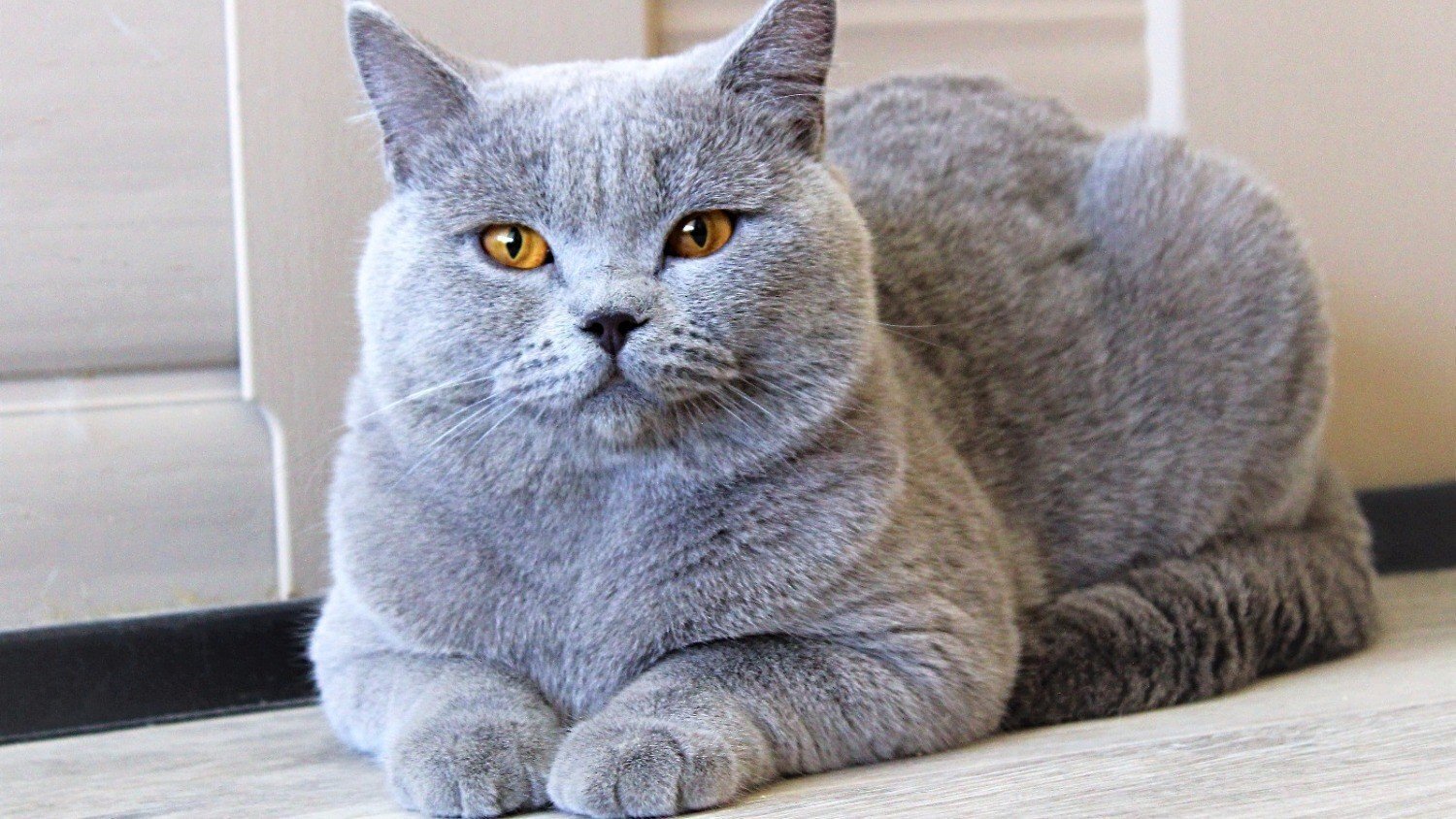 кошки британской породы характер фото