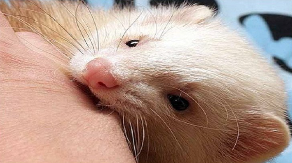 Животные больные бешенством | Симптомы бешенства