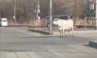 Вот это корова