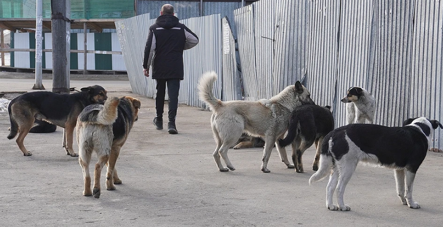 Четвероногие друзья. Собачки-людоеды