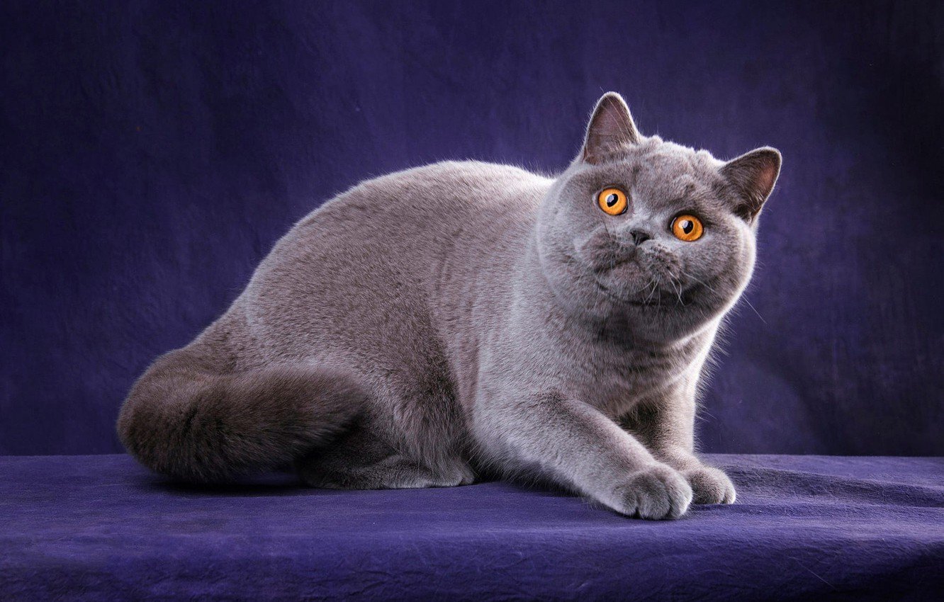 Порода кошек британская короткошерстная фото прямоухая