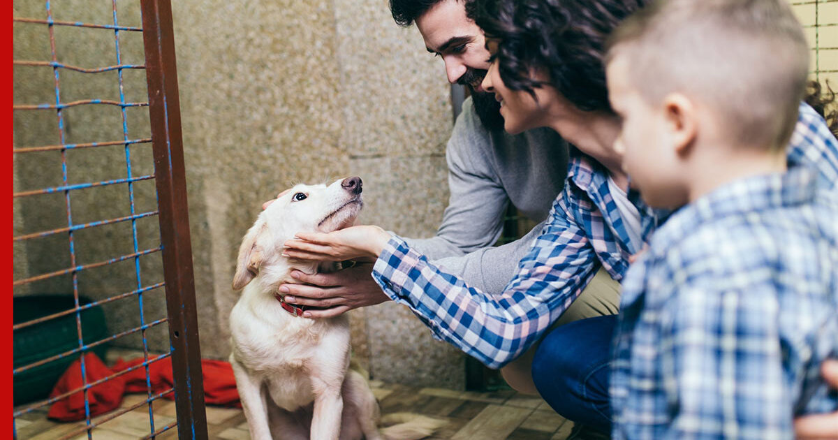 Чем собака из приюта лучше домашней/породистой? Преимущества. Не покупайте друга!