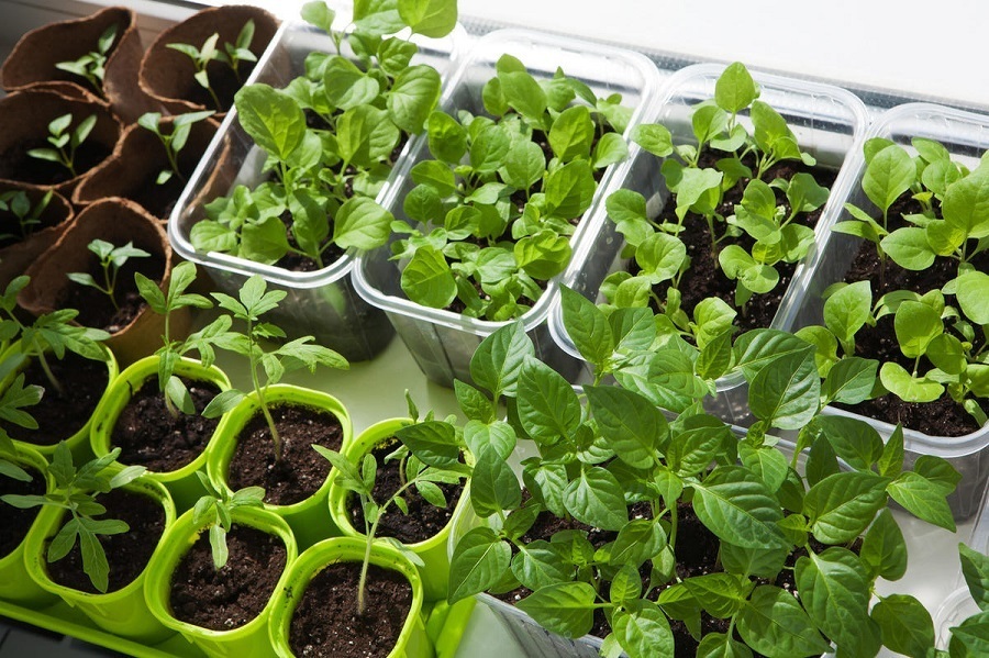 Почему у рассады разных культур весной опадают листья