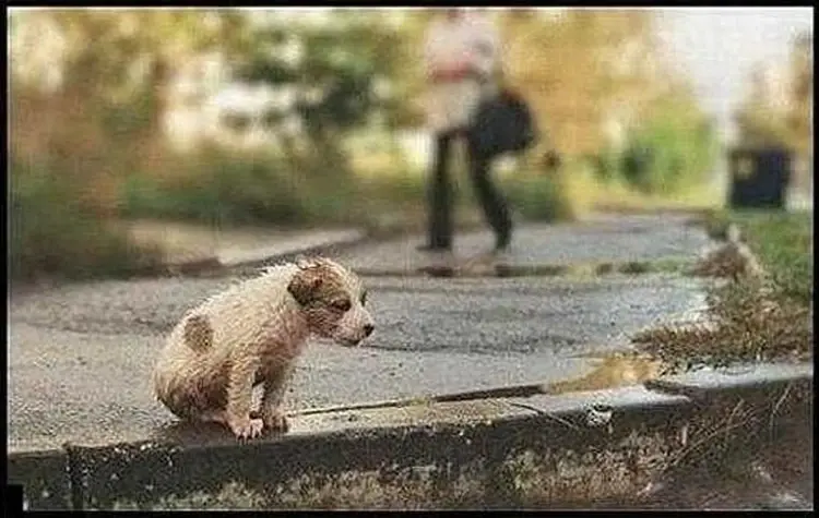 Трудно жить собаке без дома