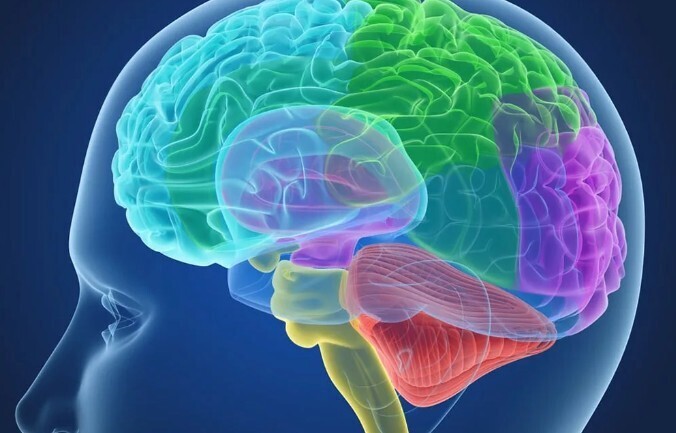 10 необычных фактов о мозге