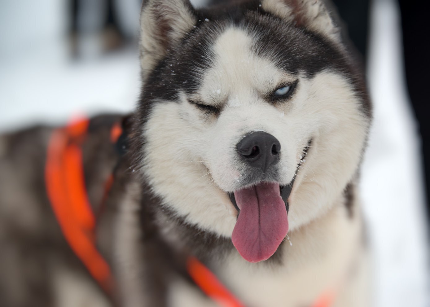 Факты про собак, а Вы знали?