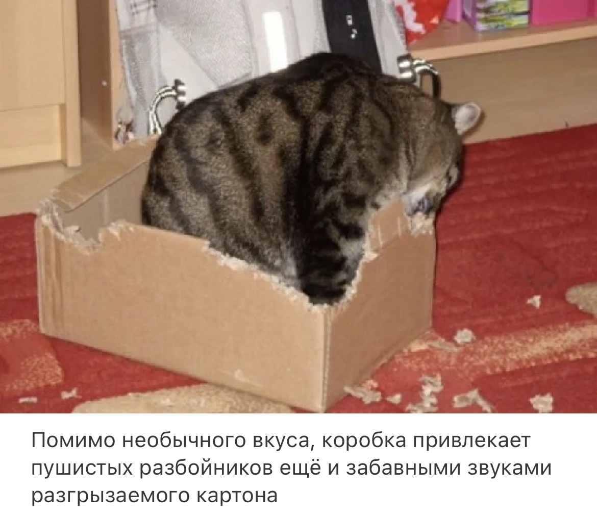 Кошка в картонной коробке