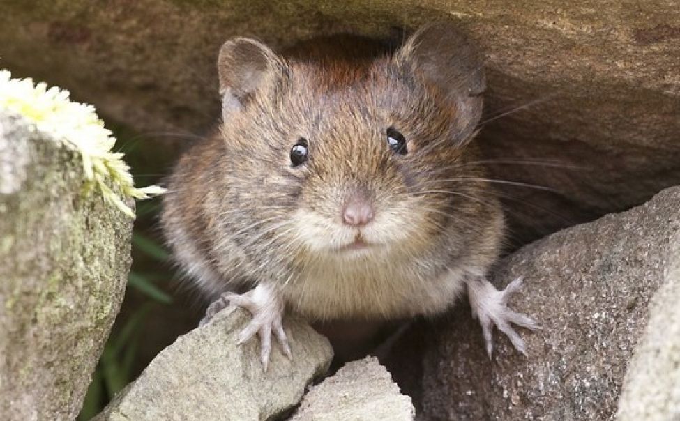 Всем дачникам на заметку перед началом сезона! Мышиная лихорадка и что делать при симптомах заболевания.