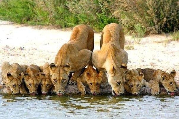 Родители -неиссякаемый источник