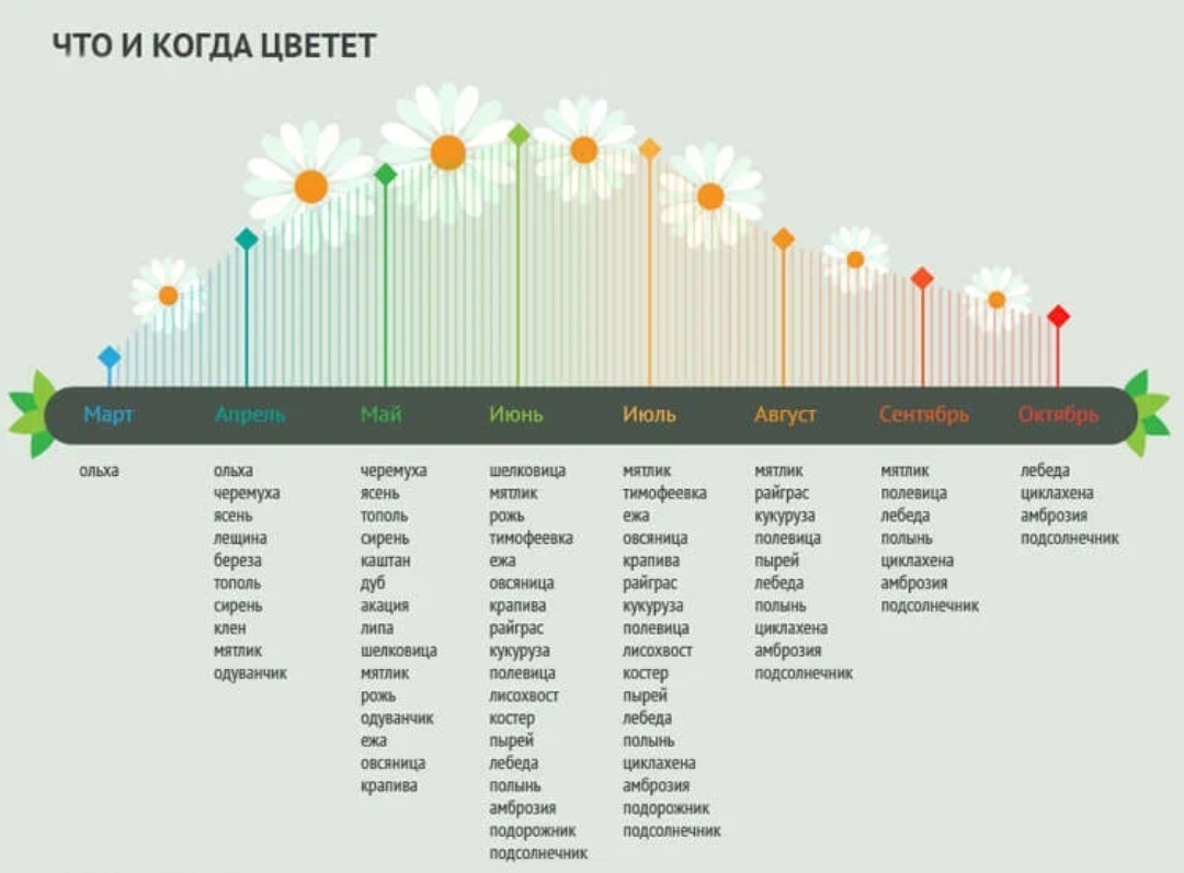 Схема цветения для аллергиков