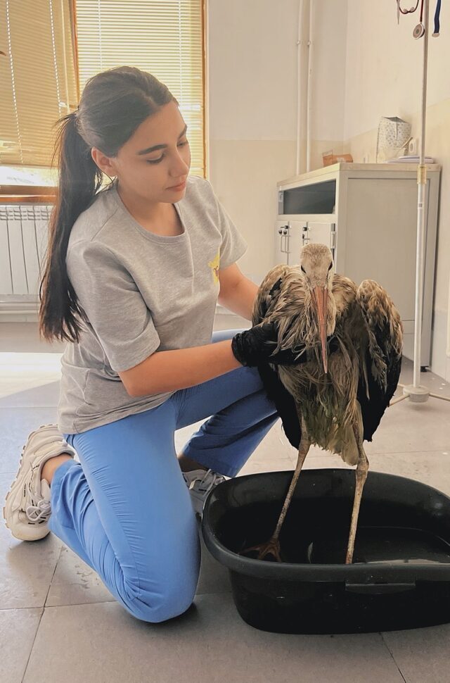 «Врачи лечат людей, а ветеринары лечат человечество»