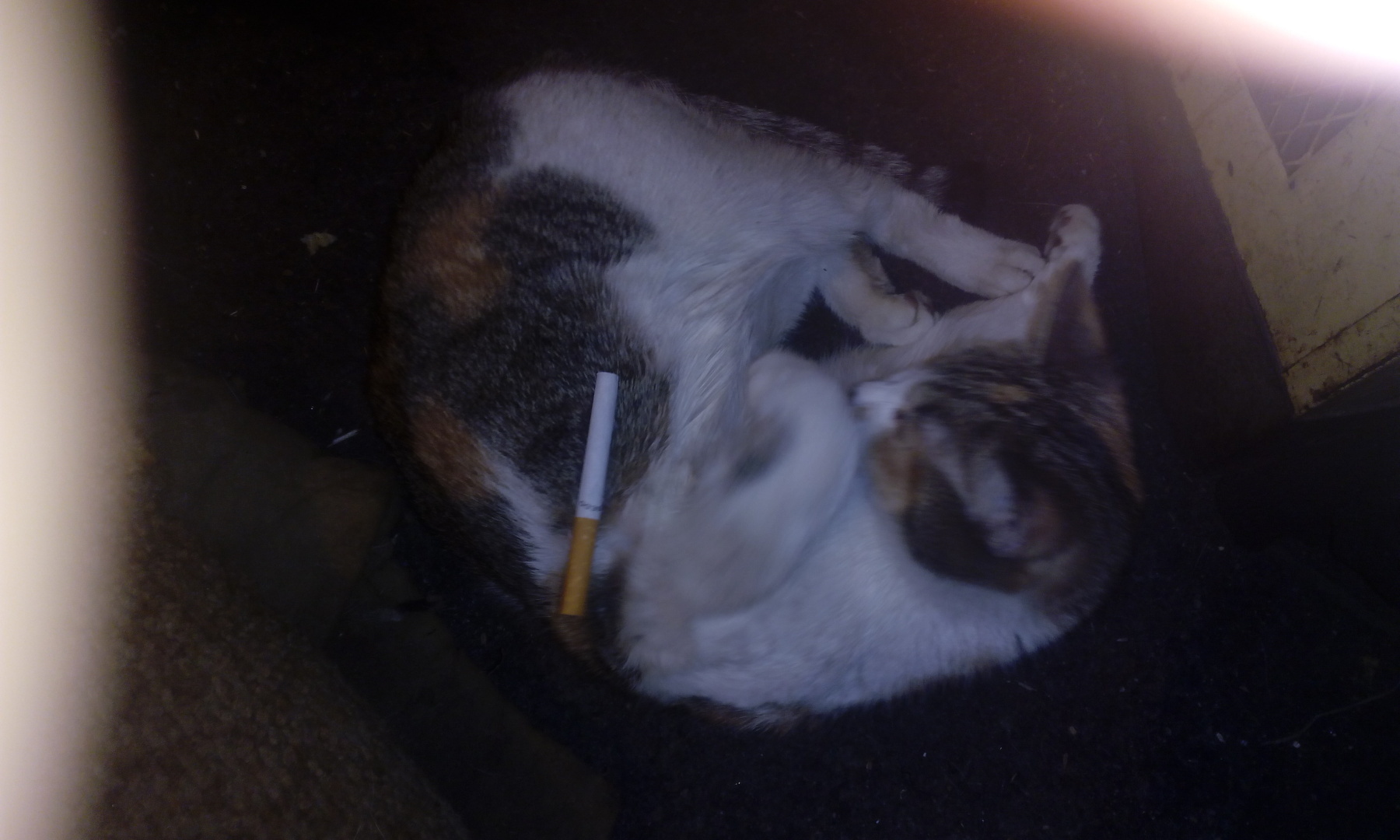 Застукал Кисю с сигаретой