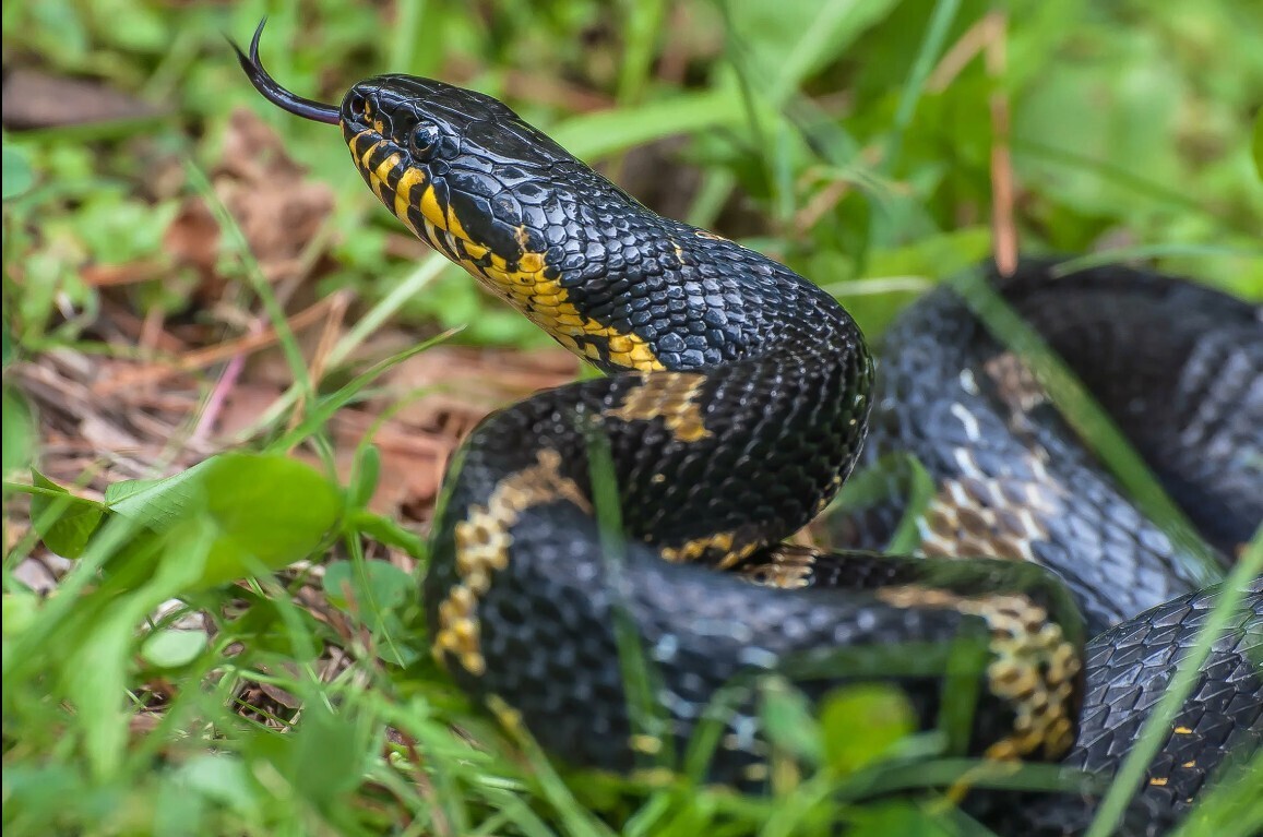 Амурский полоз в нашем доме