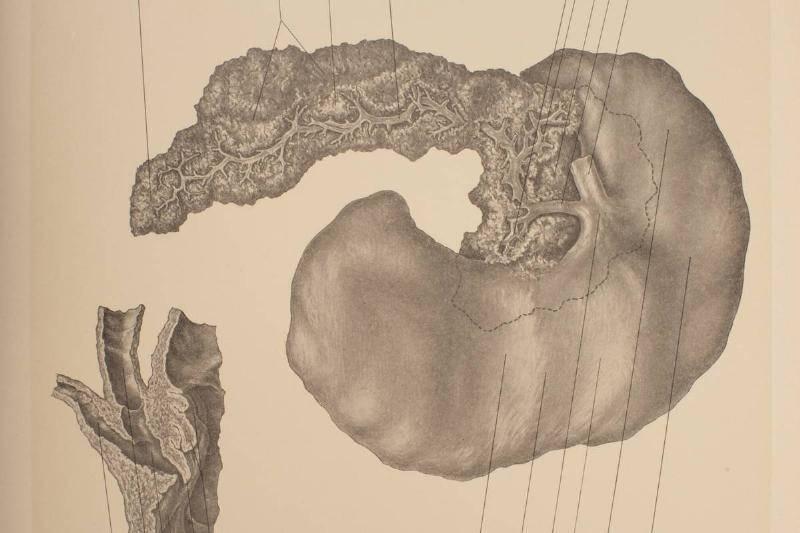 Что может рассказать о вас ваша группа крови.