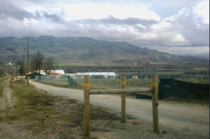 Вашингтон закрывает предприятия по производству марихуаны из-за старого пестицида