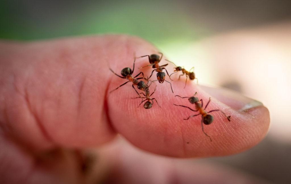 Невероятные вещи, которые можно сделать с помощью пищевой соды.