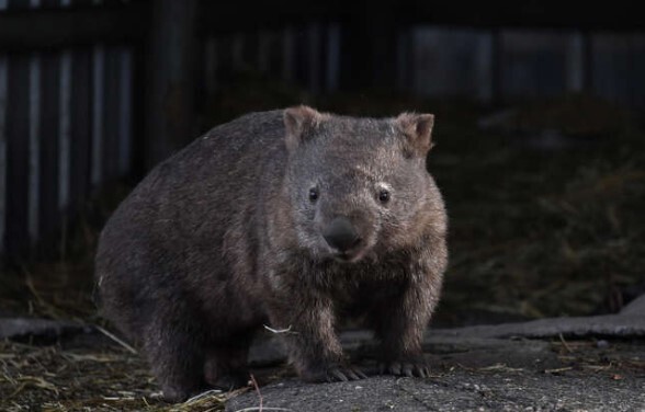 Открытие вомбата, единственного в мире вида животных, обладающего особой особенностью
