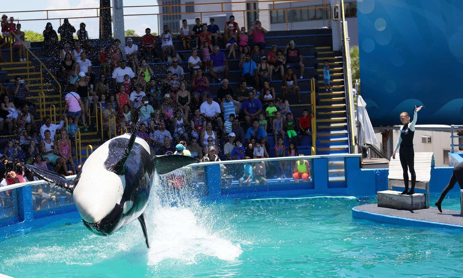 История одинокой косатки