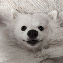 Ander, г. Минусинск