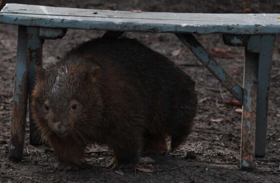 Открытие вомбата, единственного в мире вида животных, обладающего особой особенностью