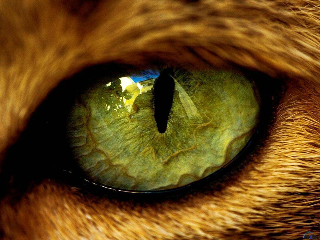 Почему так трудно определить какие цвета видят животные?