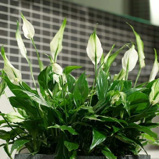 Зачем стоит выращивать Спатифиллум: польза и эстетика в одном растении