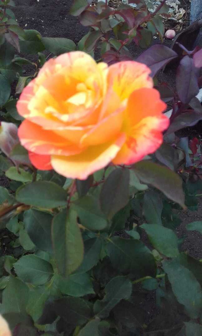 Про мой любимый колючий и красивый апельсин: история о моих апельсинах на даче