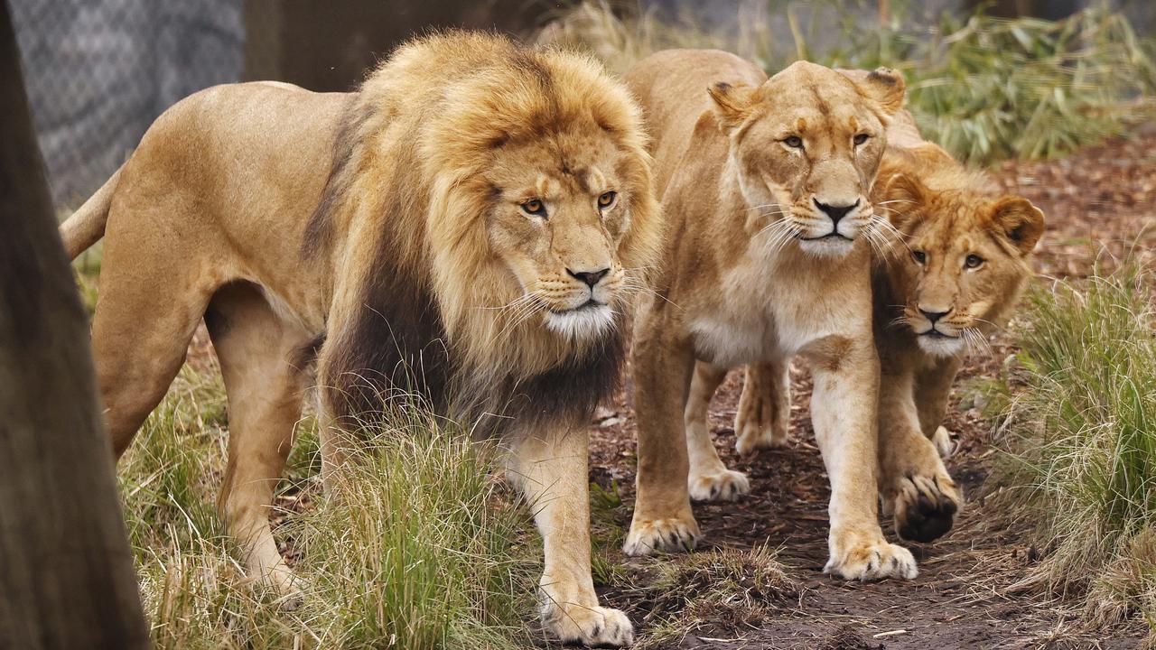 Lyrebird учится аварийной тревоге после того, как непроницаемый для львов забор Таронги вышел из строя