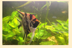 Первый аквариум: как выбрать питомцев