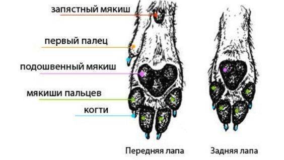Схема лапы кошки